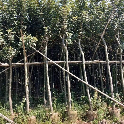 普宁市黄花风铃木  黄花风玲木 米径：5-6-7-8公分 截杆、光杆袋苗