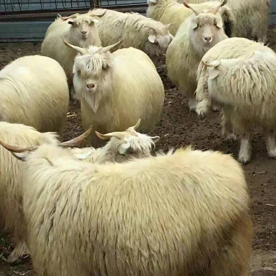 辽宁绒山羊种羊图片