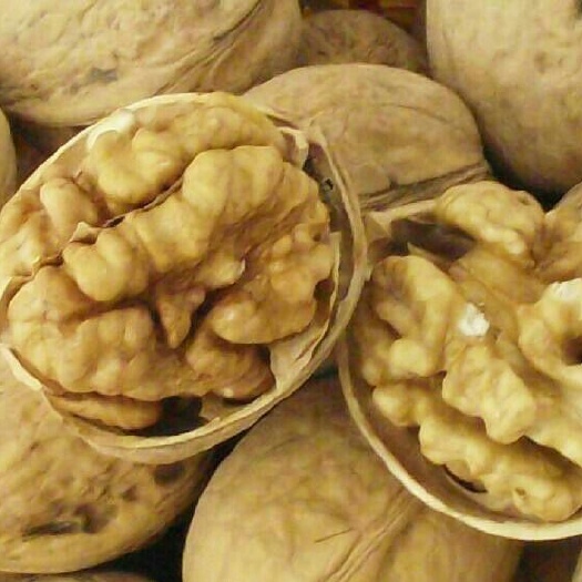 越西县 薄皮核桃