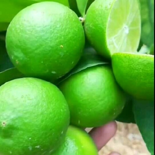 灵山县塔西提无籽青柠檬苗，包正品，质量保证，36小时发