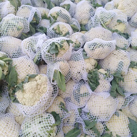新野县白花菜花  花椰菜松花菜，大小均匀，品种齐全，产地直供，口感好，欢迎选购