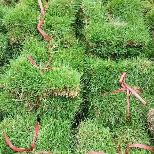 兴义市马尼拉草皮