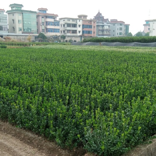 杭州 大叶黄杨小毛球