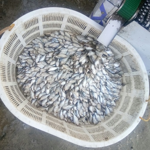 安阳剥皮鱼干 开肚徬皮鱼