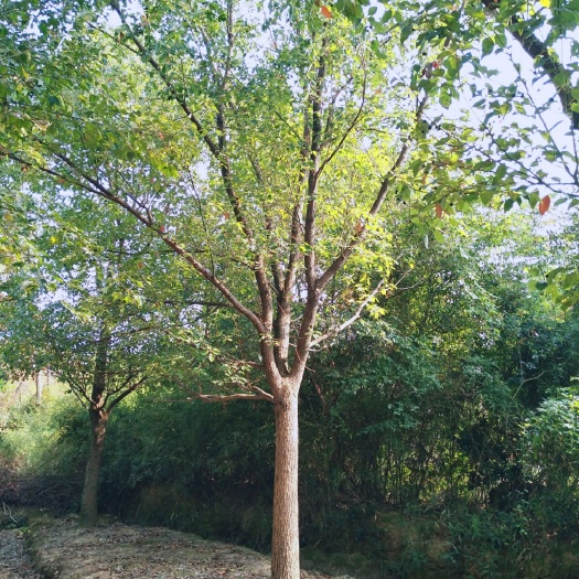 长兴县全冠香樟