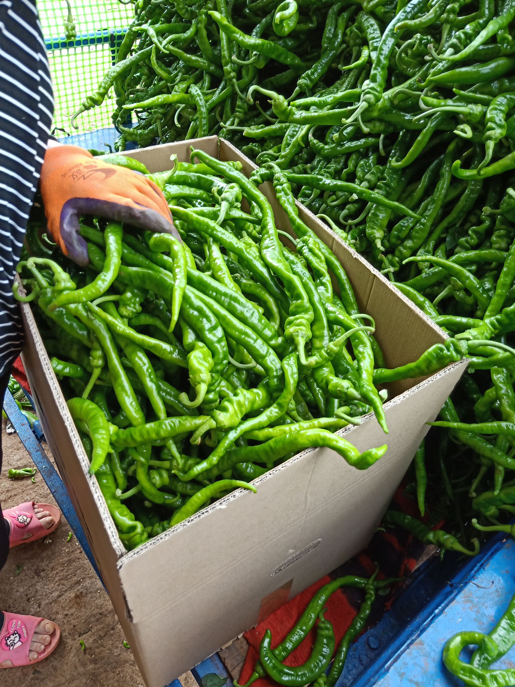 供应大厅  蔬菜 辣椒商品属性 品种名:线椒 长度:5