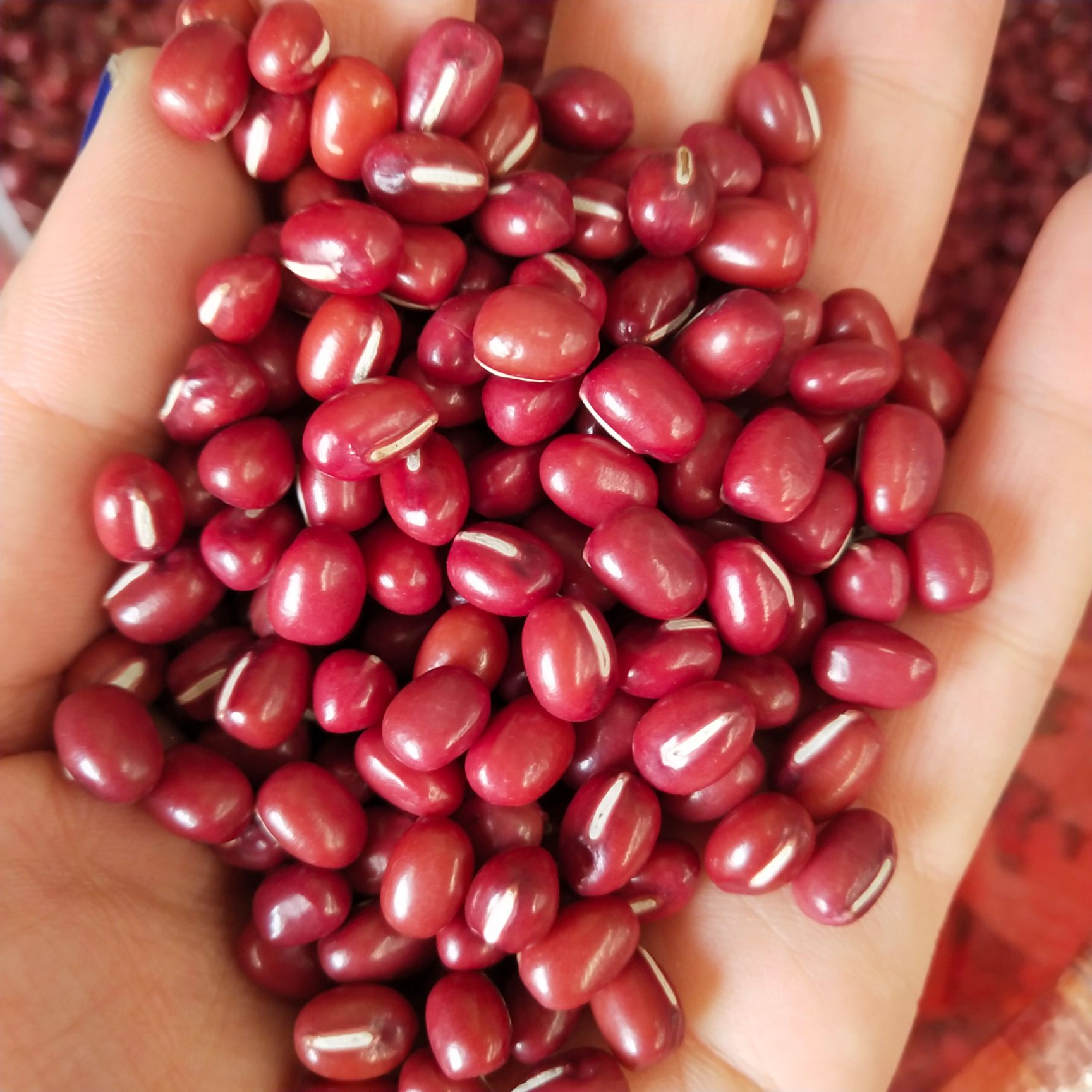 东北农家红豆散装非赤小豆五谷杂粮东北大红豆25kg