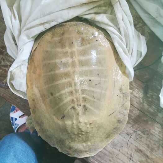 桂平市黄沙鳖老甲鱼