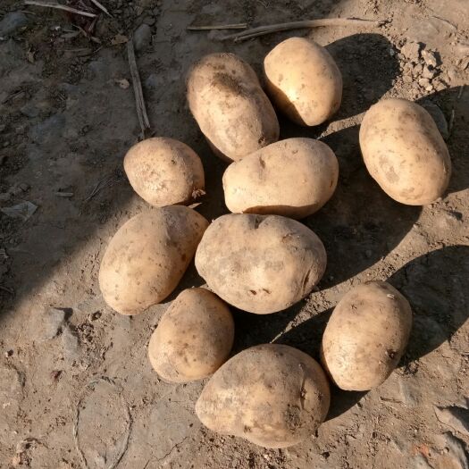 公主岭市延薯 荷兰，优金，严薯皮毛好，个头大，口感好