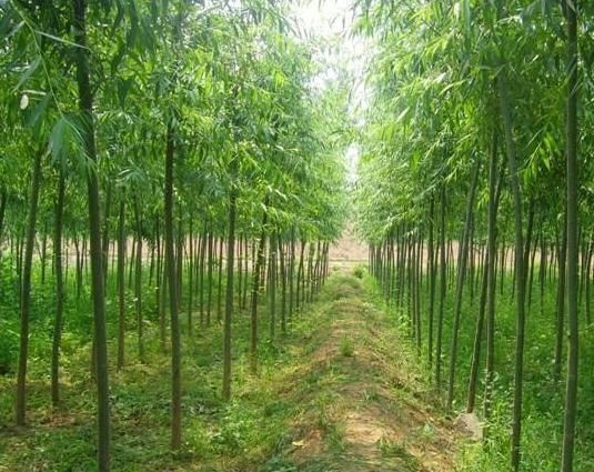 丰县 处理竹柳树苗，，1到10公分的都有，量大从优