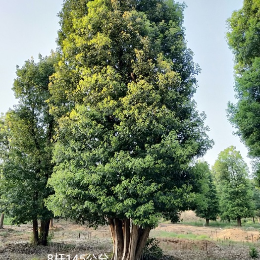  多杆香樟栾树桂花广玉兰朴树乐昌含笑