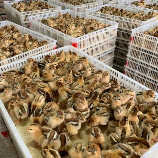 昆明 良风花鸡苗
