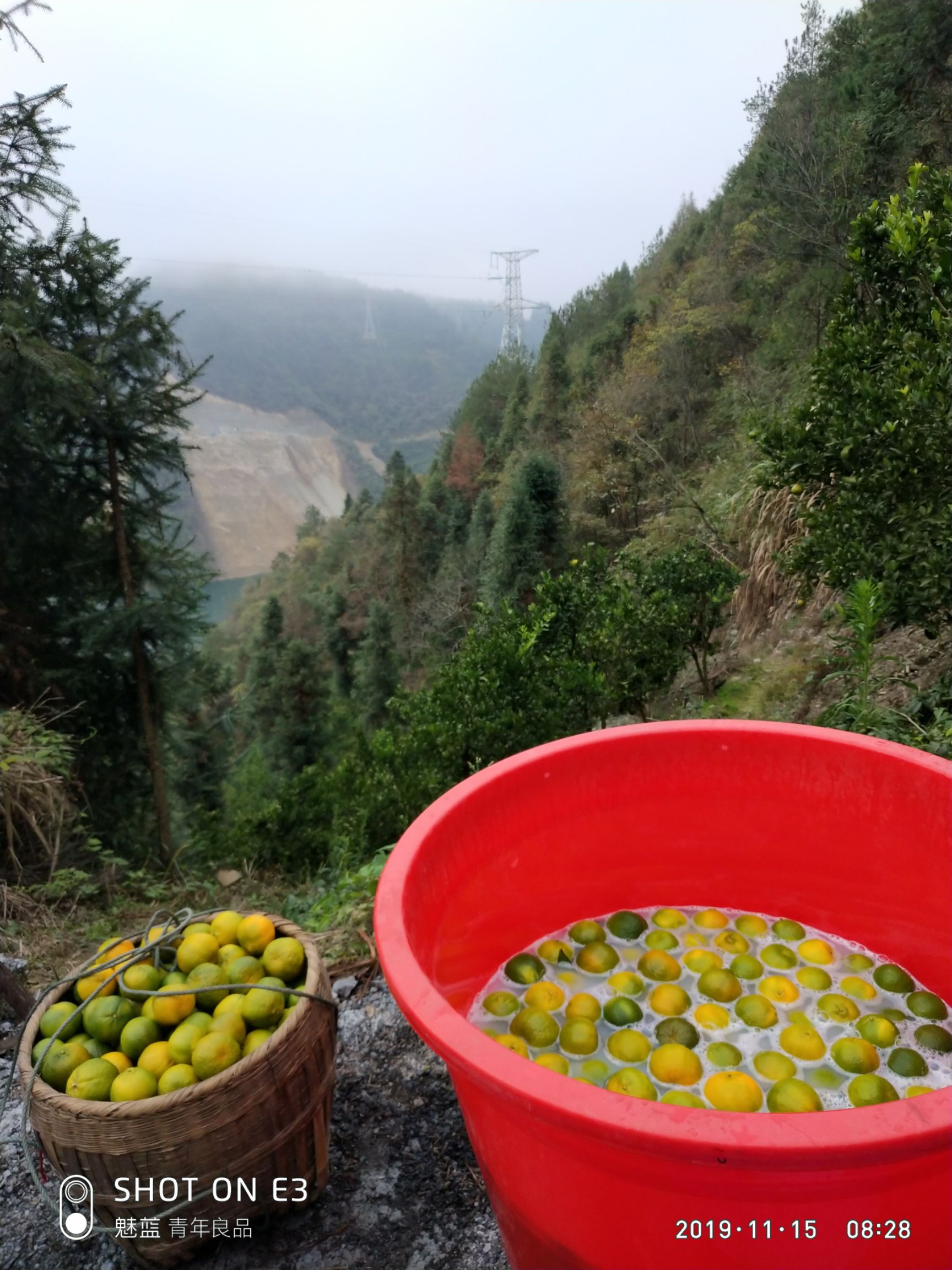 椪柑 湘西碰柑