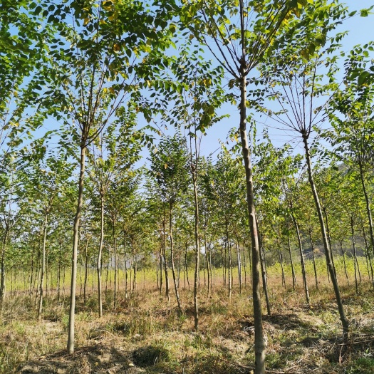 青阳县7公分青檀树 青檀 檀木 摇钱树  苗圃移栽苗