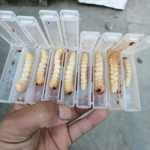 贞丰县 斗米虫