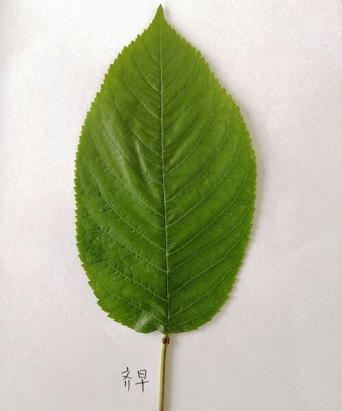 泰安齐早樱桃苗 新品种樱桃苗 矮化樱桃苗