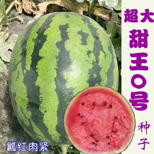 樟树市 超大甜王0号西瓜种子 采用菲律宾原种基因高糖原装2000粒