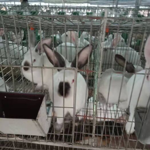 郓城县 伊拉兔