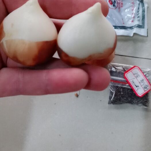 沭阳县郁金香种子 郁金香种球耐寒花卉盆栽冬季花海种子绿化景区郁香