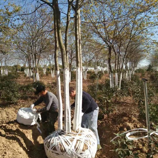 肥东县 苗圃间苗，低价出售拼栽4年从生朴树