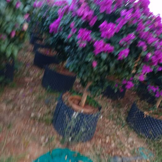 宜良县紫花三角梅 宜良县花，花期一年四季