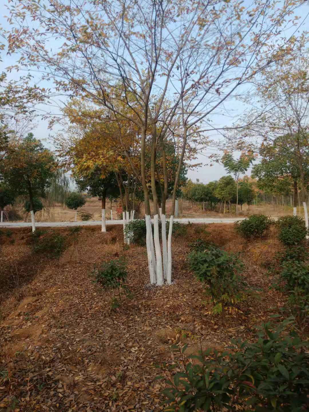  苗圃间苗，低价出售拼栽4年从生朴树