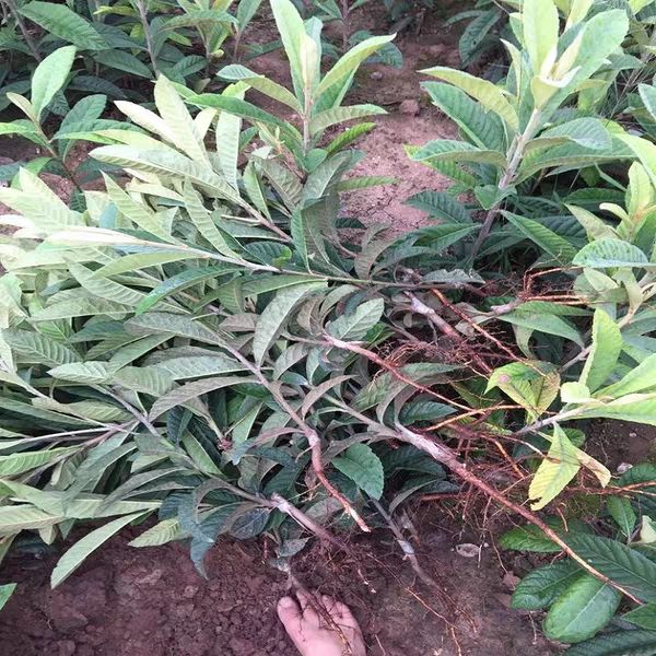 贵妃枇杷苗  枇杷苗嫁接枇杷树苗砂糖琵琶树苗包品种包邮