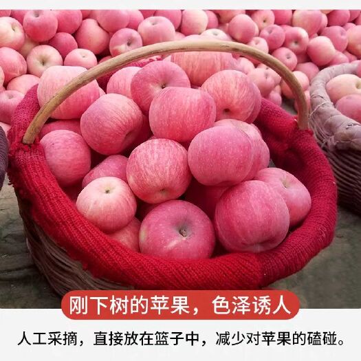 富平县 冰糖心苹果