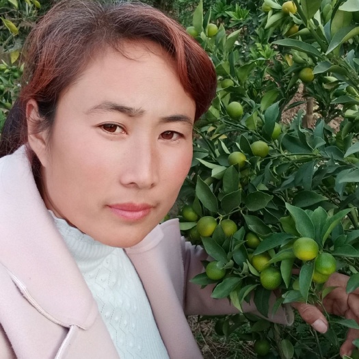 平邑县滑皮金桔苗 甜如蜜金桔树苗，三年结果树现挖发货，皮肉脆甜，全国发货