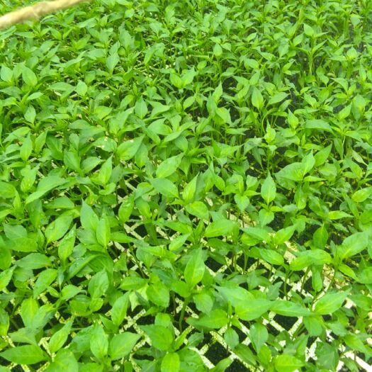 安龙县二荆条辣椒苗 8～10片真叶