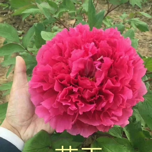 菏泽 花王，