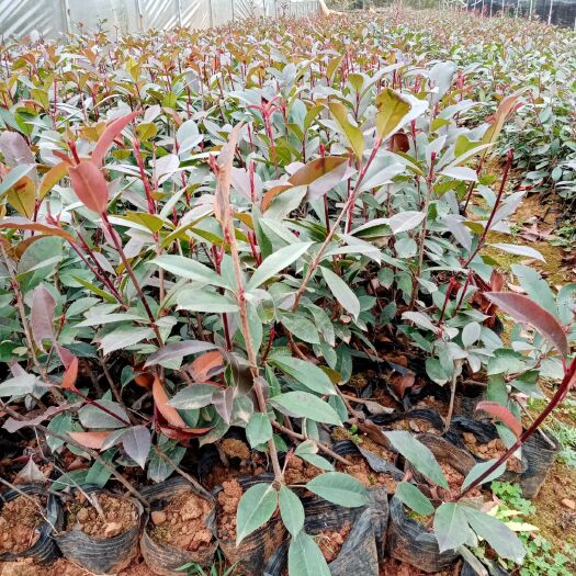 昆明 红叶石楠大量，价格优惠