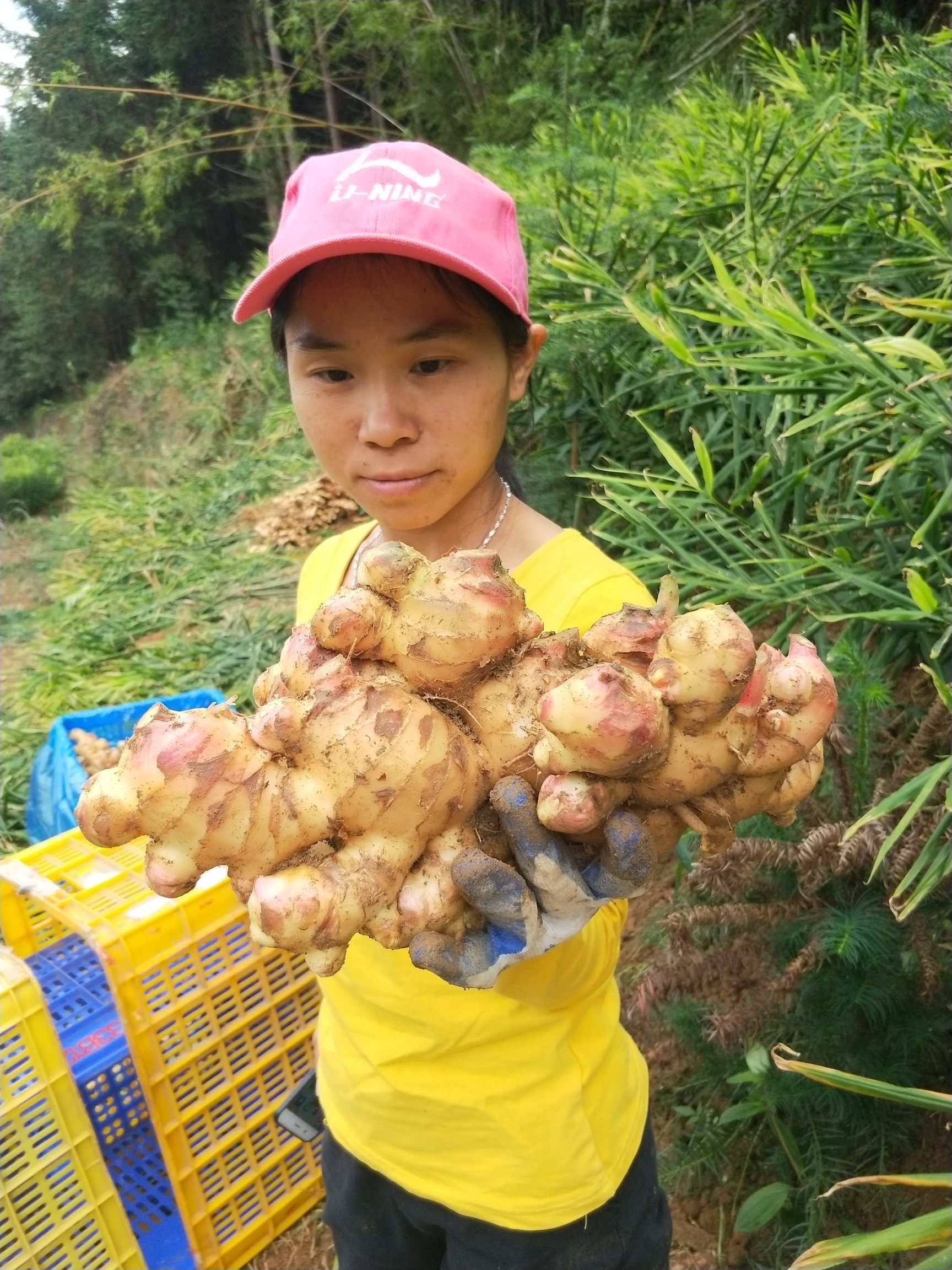 大肉姜姜种 姜种 生姜 广东本地姜 仔姜 老姜 月子姜 肉姜