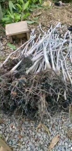 田东县 6公分以上粗 芒果苗 嫁接苗 裸根苗