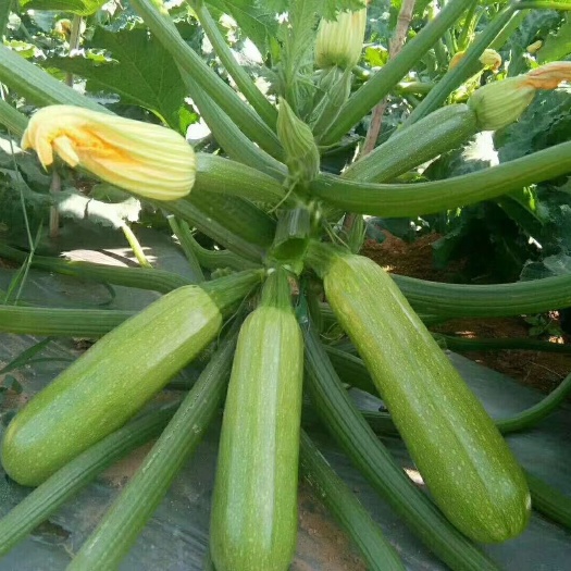 弥勒市绿皮西葫芦 大量现货