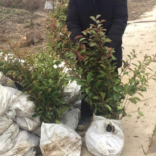 潢川县火焰红 红叶石兰杯苗 小杯大量出售常年供应 基地直供 量大优惠