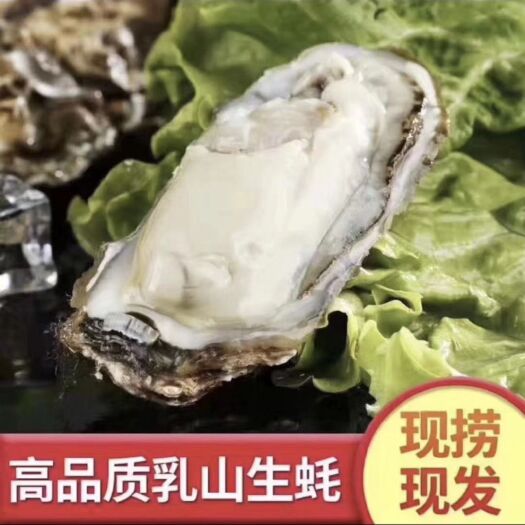 连云港乳山牡蛎 乳山大生蚝