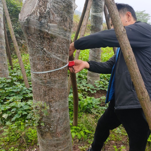 叙永县 香樟树
