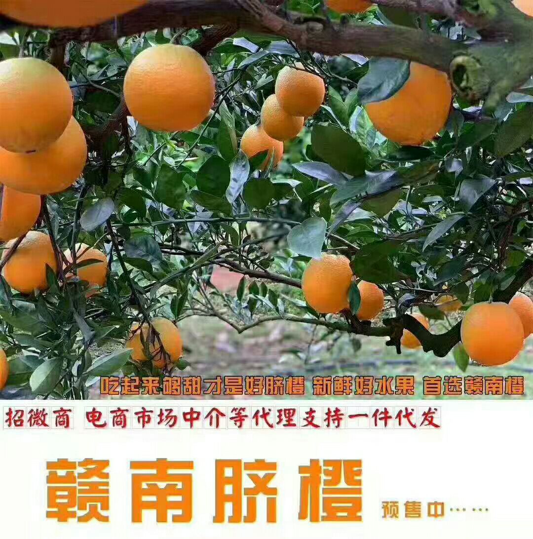  赣南脐橙欢迎您来订购