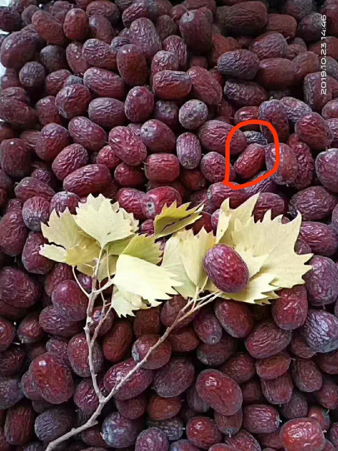  若羌红枣