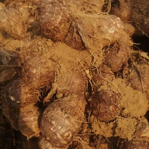 昌乐县 大量供应芋头大葱生姜