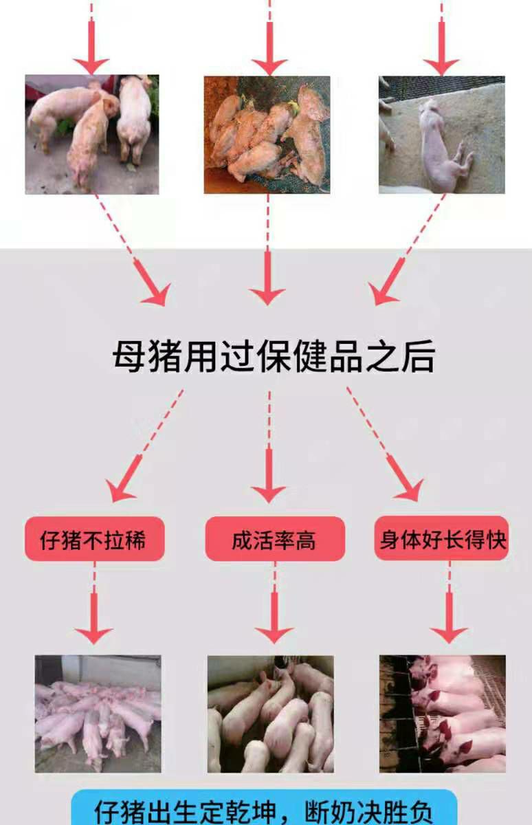 怀孕母猪饲料  预防母猪产前后不食提高产仔率净化母猪体内病毒奶水多小猪不拉稀