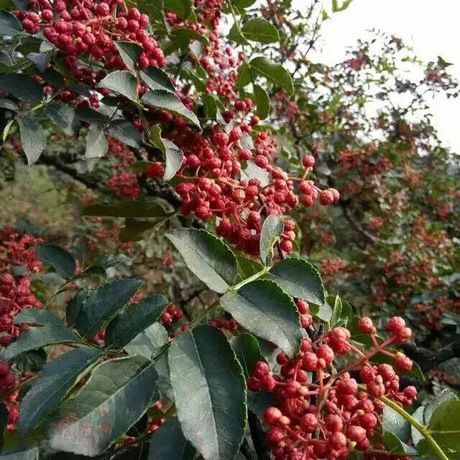 平邑县 大红袍花椒苗，结果快，成活率高，好管理