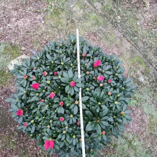 漳平市 基地直发各种规格西洋杜鹃，欢迎大家前来咨询！