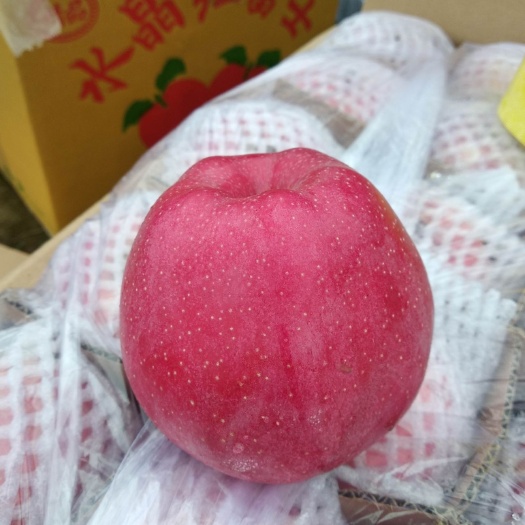  静宁苹果果园种植户网络专卖