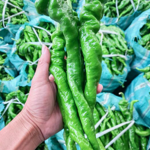 昌宁县辣椒  菜椒
