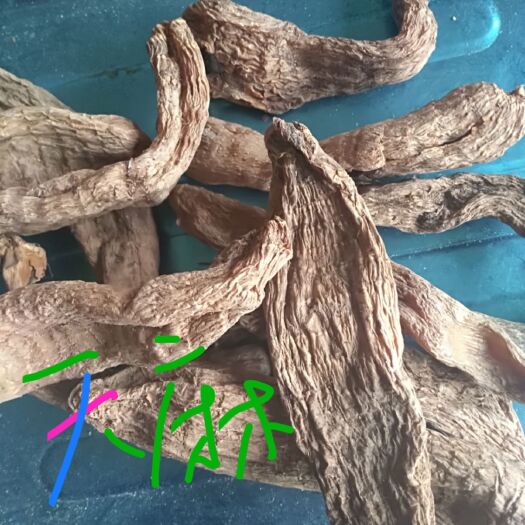 无硫林下天麻