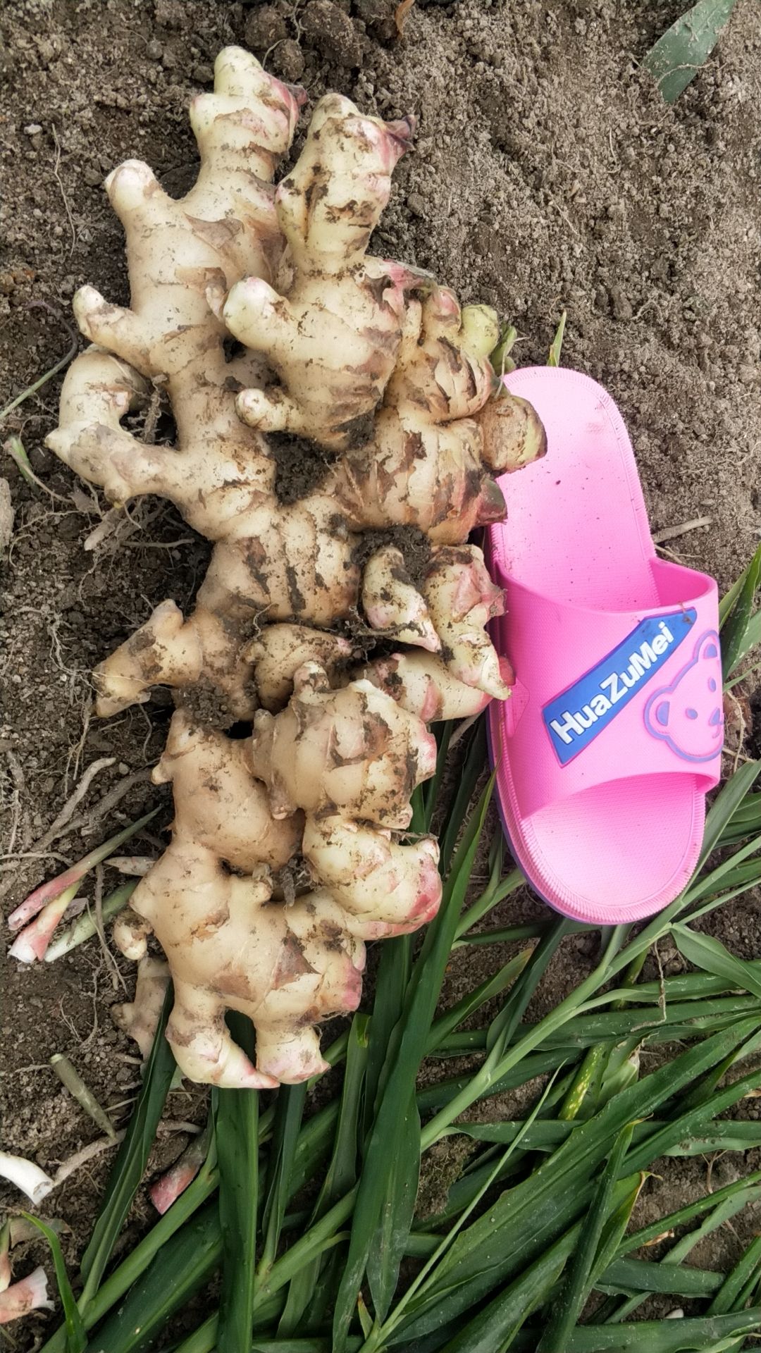 大肉姜姜种 生姜 广东本地姜 仔姜 老姜 月子姜 肉姜 姜种