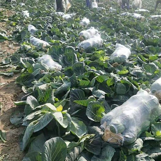 嘉鱼县 大量供应甘蓝大白菜