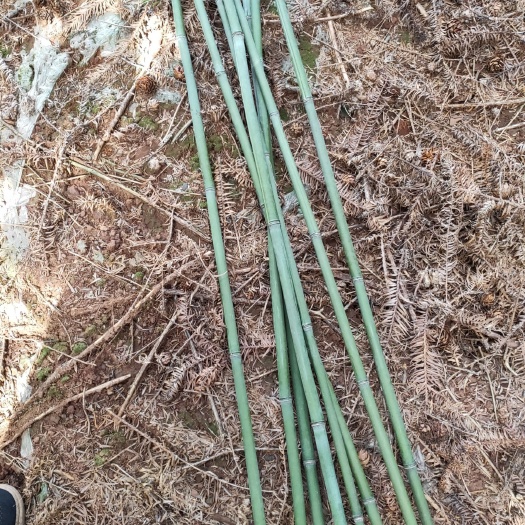 郴州麻竹  早笋竹子！又大一根。长有三到四米长。是种菜种水果的好材料